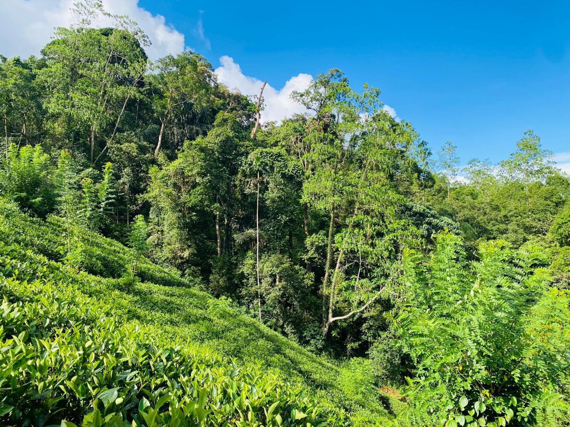 Rainforest Mount Lodge Deniyaya Kültér fotó