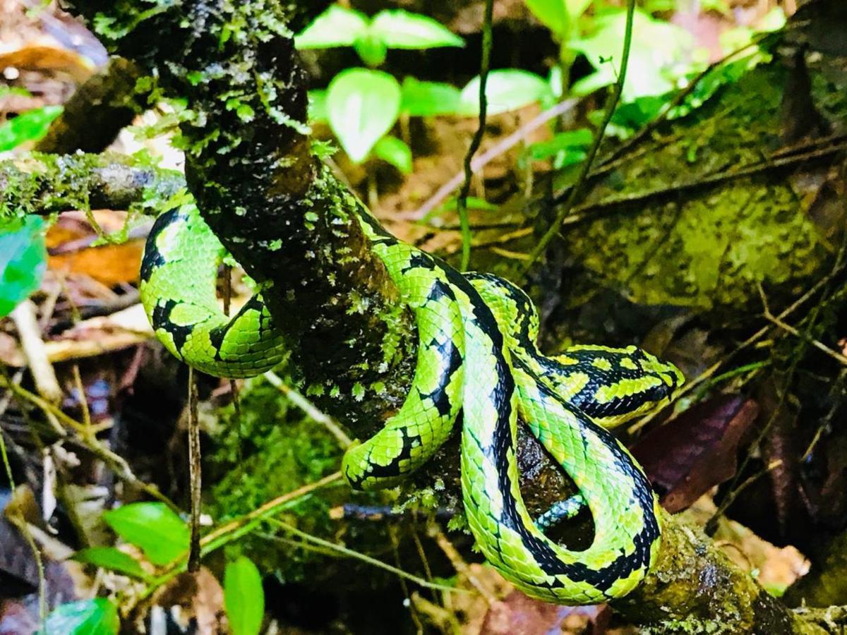 Rainforest Mount Lodge Deniyaya Kültér fotó