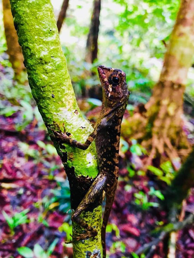 Rainforest Mount Lodge Deniyaya Kültér fotó